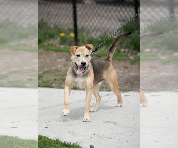 Medium Photo #3 Mutt Puppy For Sale in Elmsford, NY, USA