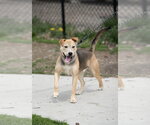 Small #2 Mutt