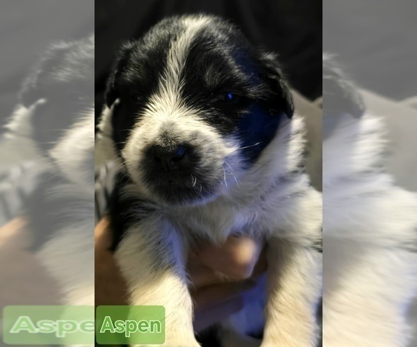 Medium Photo #1 Border-Aussie Puppy For Sale in ROY, UT, USA