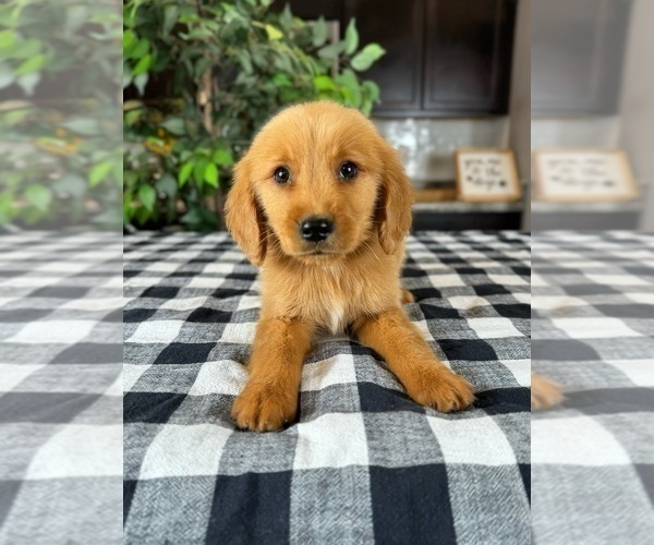 Medium Photo #1 Golden Retriever Puppy For Sale in GREENWOOD, IN, USA