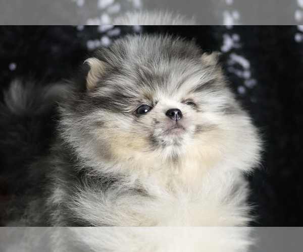 Medium Photo #4 Pomeranian Puppy For Sale in WARSAW, IN, USA