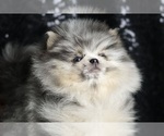 Small #3 Pomeranian