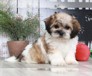 Zuchon Puppy for sale in MARIETTA, GA, USA