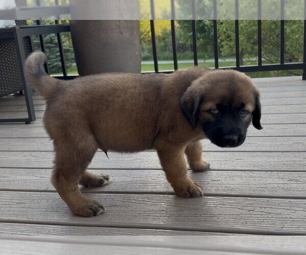 Medium Photo #2 Retriever -Siberian Husky Mix Puppy For Sale in Plainfield, IL, USA