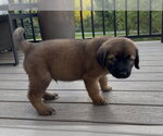 Small #1 Retriever -Siberian Husky Mix