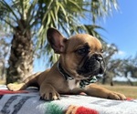 Puppy Jingles French Bulldog