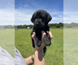 Labrador Retriever Puppy for sale in GREENVILLE, NC, USA