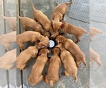 Small Photo #27 Vizsla Puppy For Sale in BAKERSFIELD, CA, USA