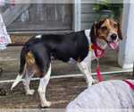 Small #10 Beagle