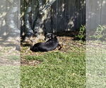 Small #2 Dachshund Mix