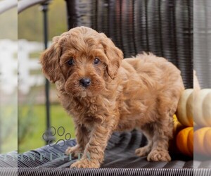 Cavapoo Puppy for sale in HONEY BROOK, PA, USA