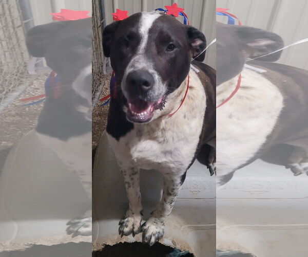 Medium Photo #16 Labrador Retriever-Red Heeler Mix Puppy For Sale in Stover, MO, USA