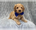 Small Photo #3 Cocker Spaniel-Poodle (Miniature) Mix Puppy For Sale in LAKELAND, FL, USA