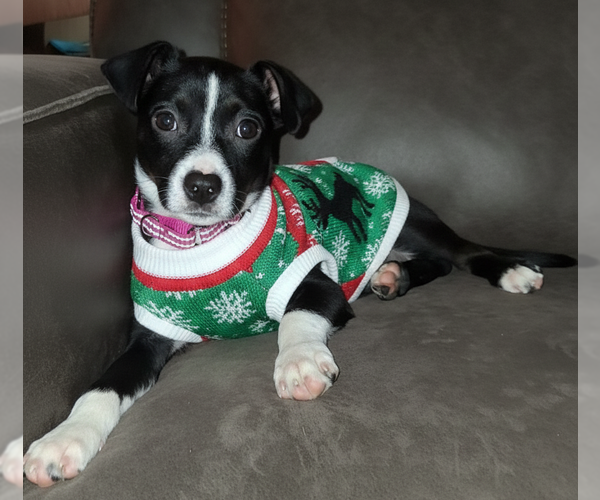 Medium Photo #3 Mutt Puppy For Sale in Brooklyn Center, MN, USA