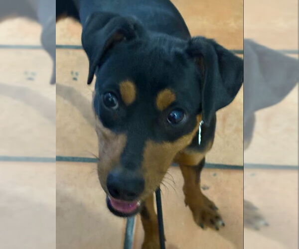 Medium Photo #5 Miniature Pinscher-Unknown Mix Puppy For Sale in San Diego, CA, USA