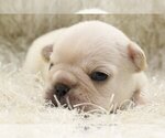Small Photo #5 French Bulldog Puppy For Sale in KENILWORTH, IL, USA
