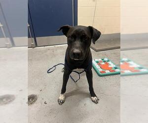 American Pit Bull Terrier-Unknown Mix Dogs for adoption in Corpus Christi, TX, USA
