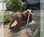 Small #2 Bull Terrier Mix