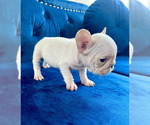 Small Photo #15 French Bulldog Puppy For Sale in DEAL, NJ, USA