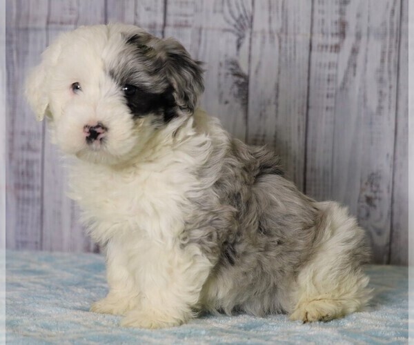 Medium Photo #1 Poodle (Miniature)-Sheepadoodle Mix Puppy For Sale in FREDERICKSBG, OH, USA