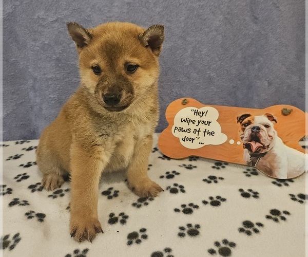Medium Photo #7 Shiba Inu Puppy For Sale in EDINA, MO, USA