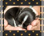 Small Photo #28 Pembroke Welsh Corgi Puppy For Sale in LOGAN, NM, USA