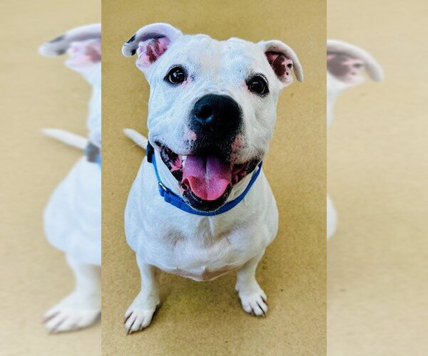 Medium Photo #1 American Pit Bull Terrier Puppy For Sale in Derwood, MD, USA