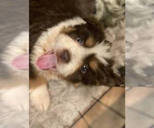 Aussiedor Dogs for adoption in Lewistown, PA, USA