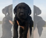 Small #3 Labrador Retriever