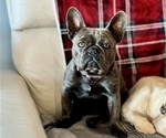 Small Photo #1 French Bulldog Puppy For Sale in TROUTMAN, NC, USA