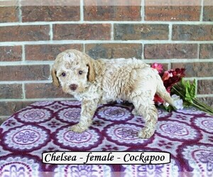 Cockapoo Puppy for Sale in CLARKRANGE, Tennessee USA