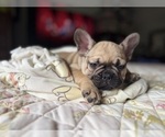 Small #6 French Bulldog