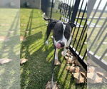 Small #3 American Staffordshire Terrier