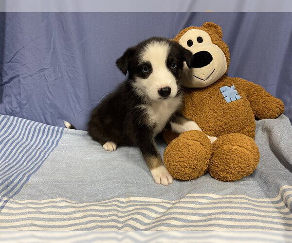 Medium Photo #1 Australian Shepherd-Unknown Mix Puppy For Sale in Modesto, CA, USA
