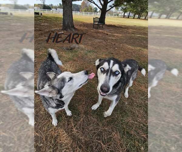 Medium Photo #5 Siberian Husky Puppy For Sale in Severn, MD, USA