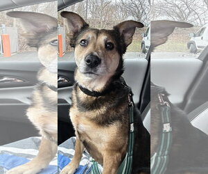 Mutt Dogs for adoption in Newfoundland, PA, USA