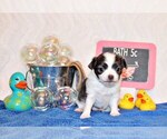Puppy Artie Chihuahua