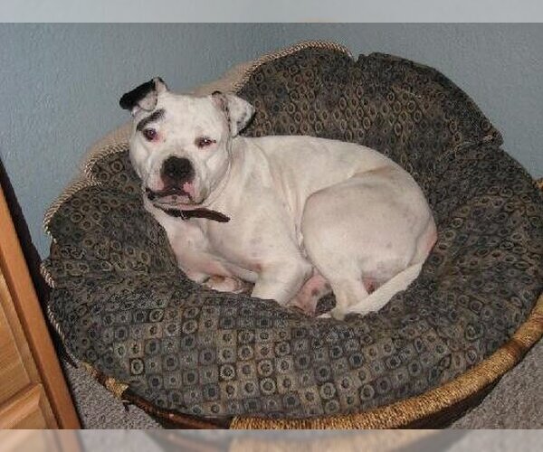 Medium Photo #2 Olde Bulldog Puppy For Sale in Austin, TX, USA