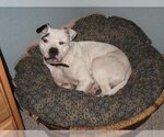 Small Photo #2 Olde Bulldog Puppy For Sale in Austin, TX, USA