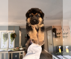 German Shepherd Dog Puppy for sale in RANCHO CORDOVA, CA, USA