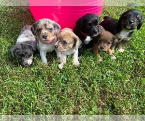 Cock-A-Tzu Puppy for sale in FOREST, VA, USA