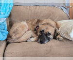 Small #9 Golden Retriever Mix