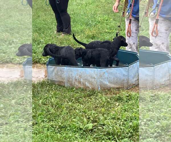 Medium Photo #3 Chocolate Labrador retriever-Unknown Mix Puppy For Sale in Unionville, PA, USA
