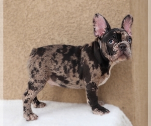 French Bulldog Puppy for sale in PALMDALE, CA, USA