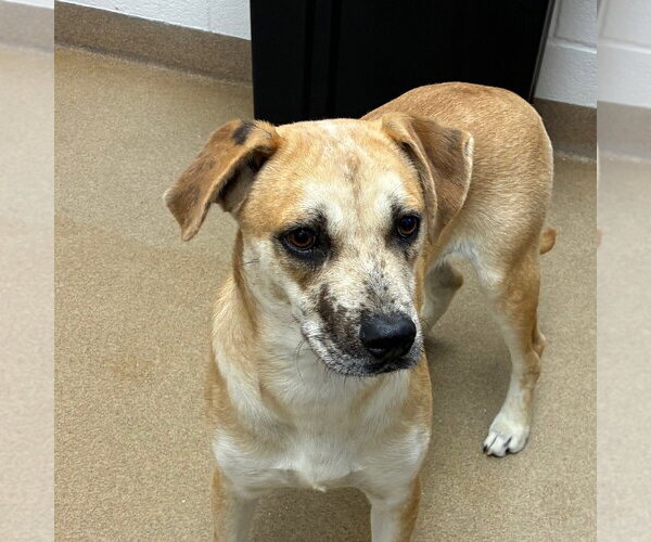 Medium Photo #1 Mountain Cur-Unknown Mix Puppy For Sale in Rockaway, NJ, USA