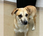 Small Mountain Cur Mix
