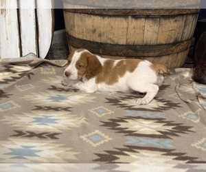 Brittany Puppy for sale in ORRUM, NC, USA