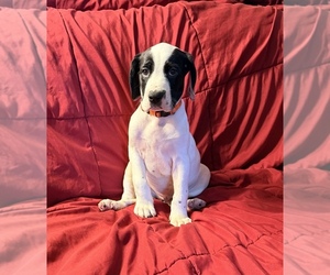 Medium Catahoula Leopard Dog-German Shorthaired Pointer Mix