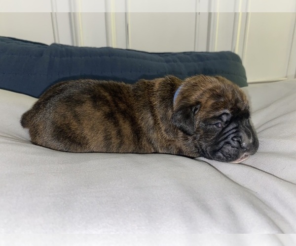 Medium Photo #1 Boxer Puppy For Sale in WEST COLUMBIA, SC, USA