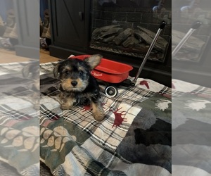Yorkshire Terrier Puppy for sale in BLAND, MO, USA